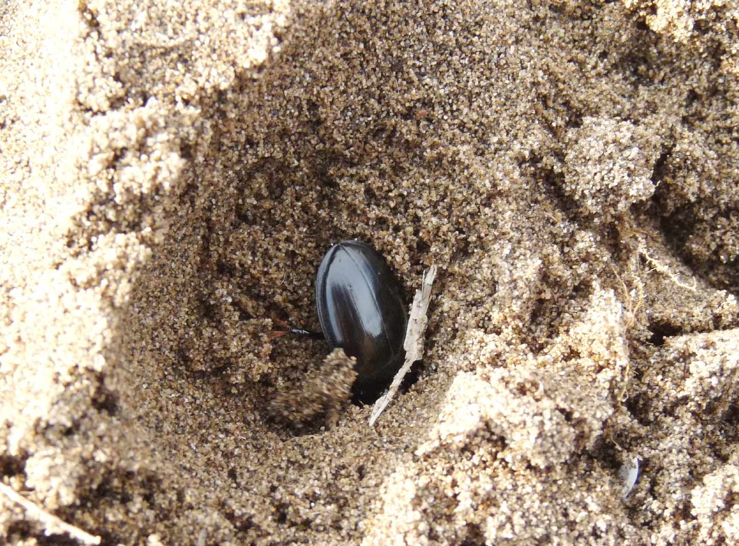 Scarites buparius maschio e femmina